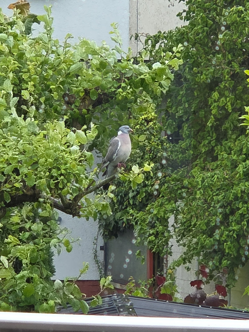 Un colombo torcicollo è posato su un ramo davanti alla vegetazione verde e al muro di una casa. Riposa in questa posizione mostrando il suo caratteristico pi...