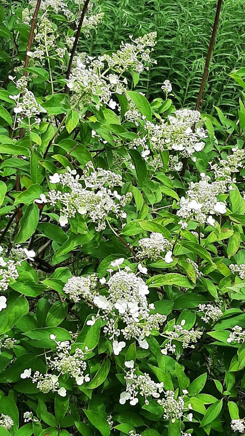 Ortensia a pannocchia — Bild 1