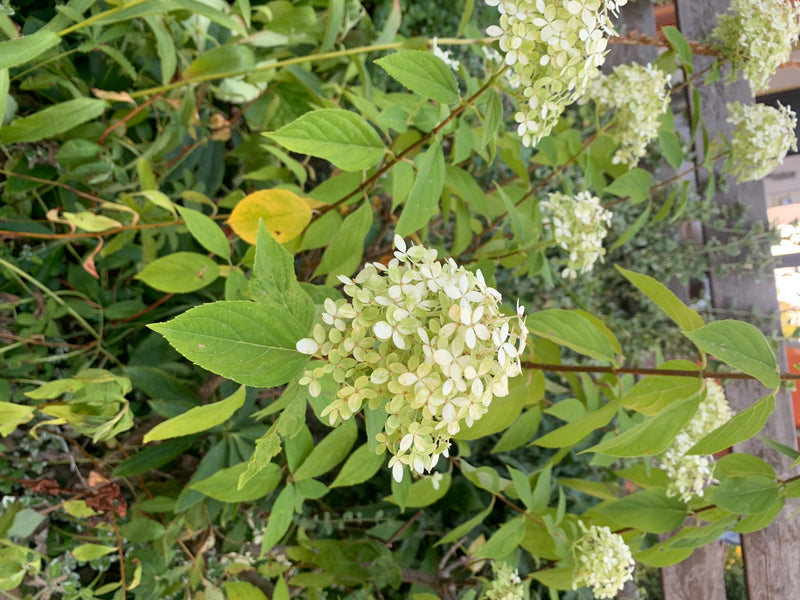 Si vede un'ortensia paniculata con foglie verdi e infiorescenze chiare in un giardino. La pianta è presentata in un ambiente naturale.