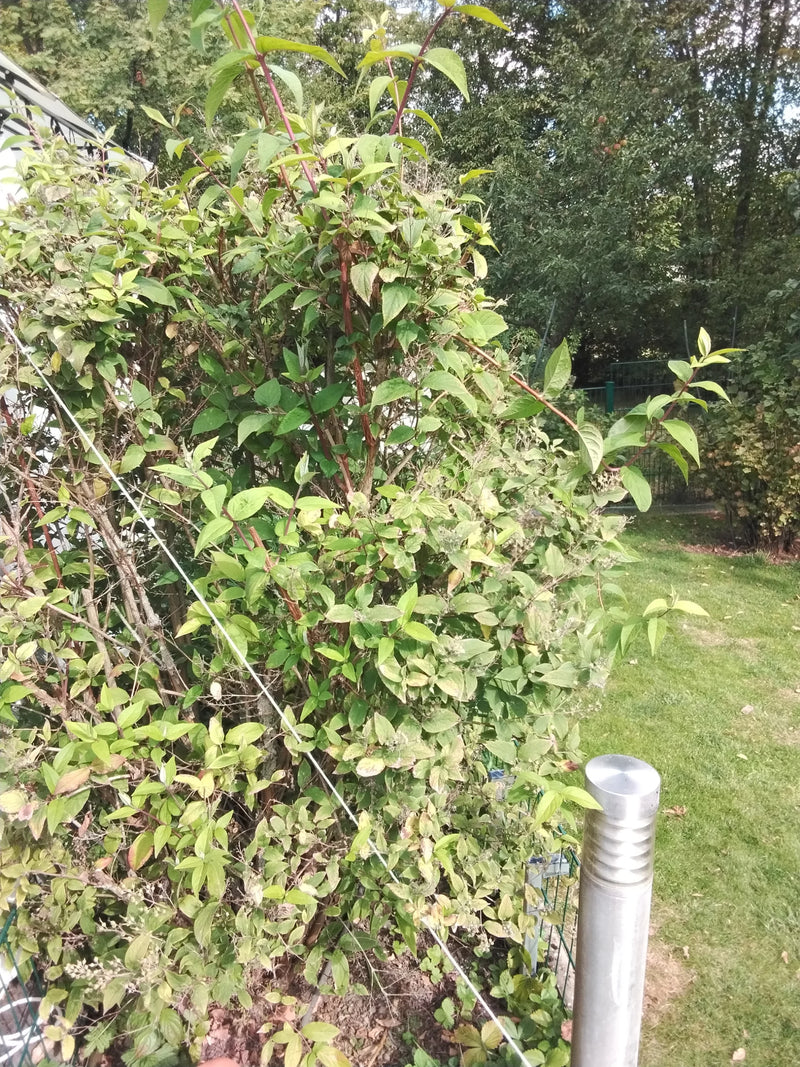 Si vede un arbusto cespuglioso di ortensia paniculata con foglie verdi e rami rossastri. La pianta si trova all'aperto in un giardino.