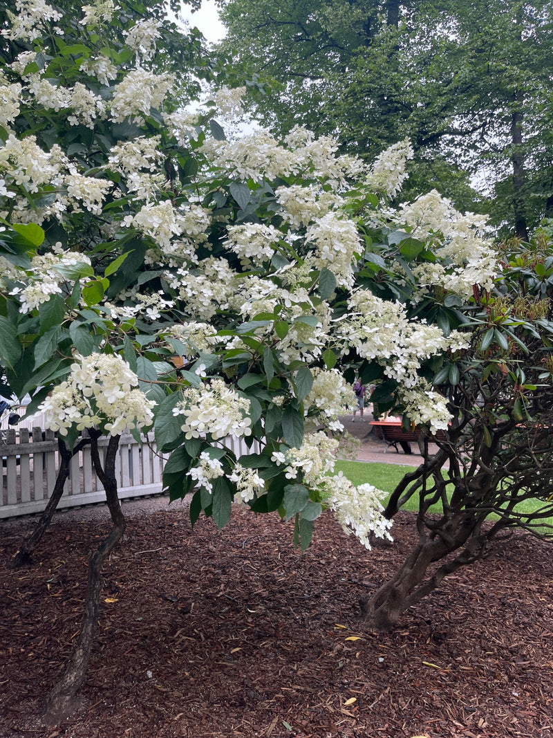 Un grande arbusto di ortensia paniculata a più fusti è in piena fioritura. Le lussureggianti infiorescenze bianche risaltano chiaramente contro le foglie verdi.