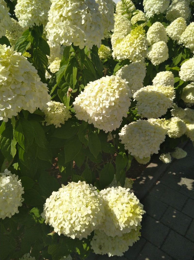 È visibile un arbusto rigoglioso di ortensia paniculata con numerose grandi infiorescenze bianche e foglie verdi. La foto mostra la pianta da vicino alla luc...