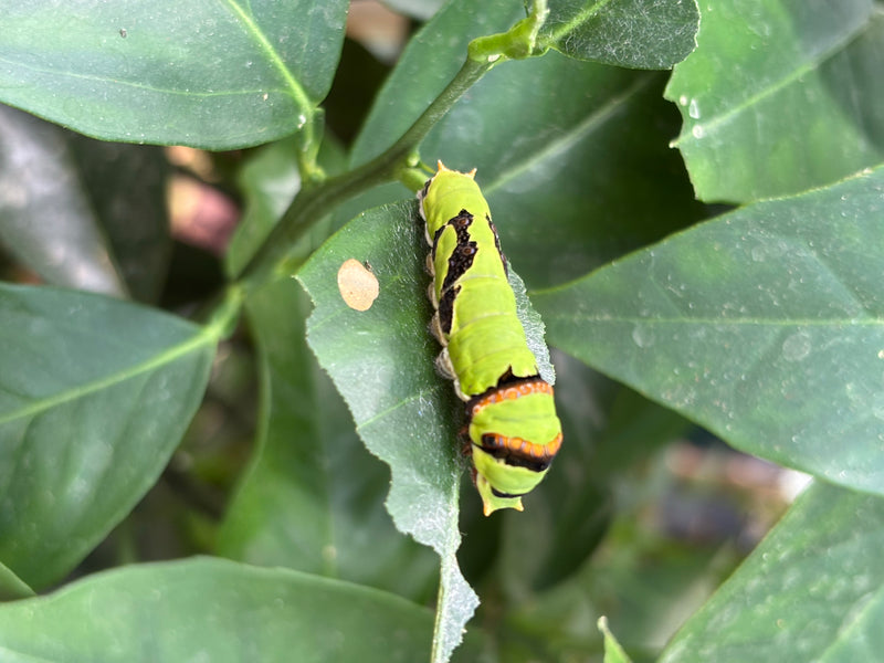 Farfalla cavaliere (genere Papilio) — foto 1 di 1