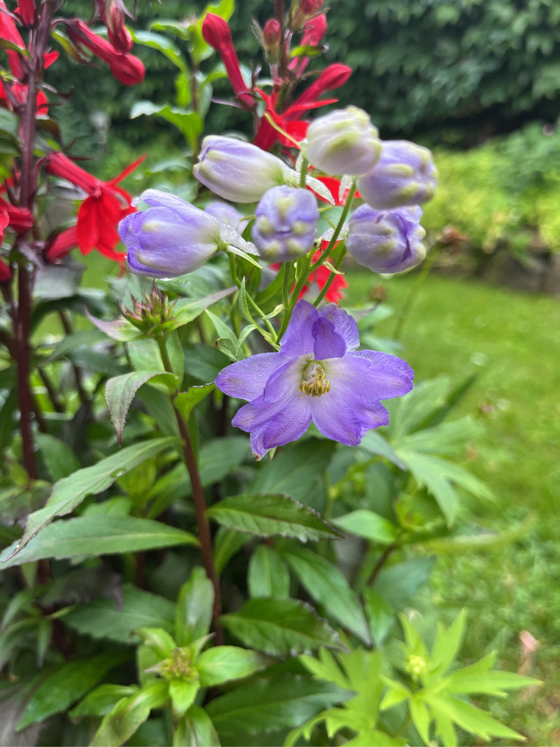 Delphinium — Bild 1