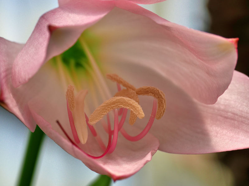 Un primo piano mostra l'interno di un fiore di Hippeastrum rosa chiaro con stami prominenti e una gola verdastra.