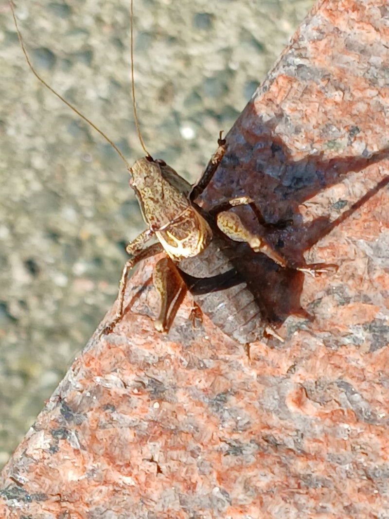 L'insetto pungente di Roesel — Bild 2