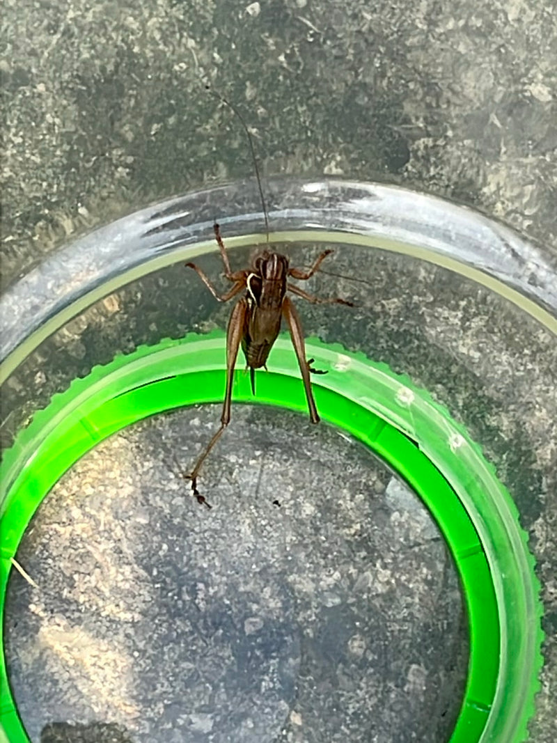 Un grillotauro di Roesel è seduto su un anello di plastica verde. L'insetto è visto dall'alto.
