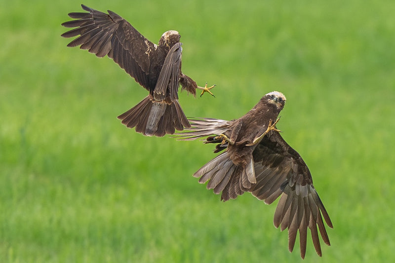 Falco di palude — Bild 1