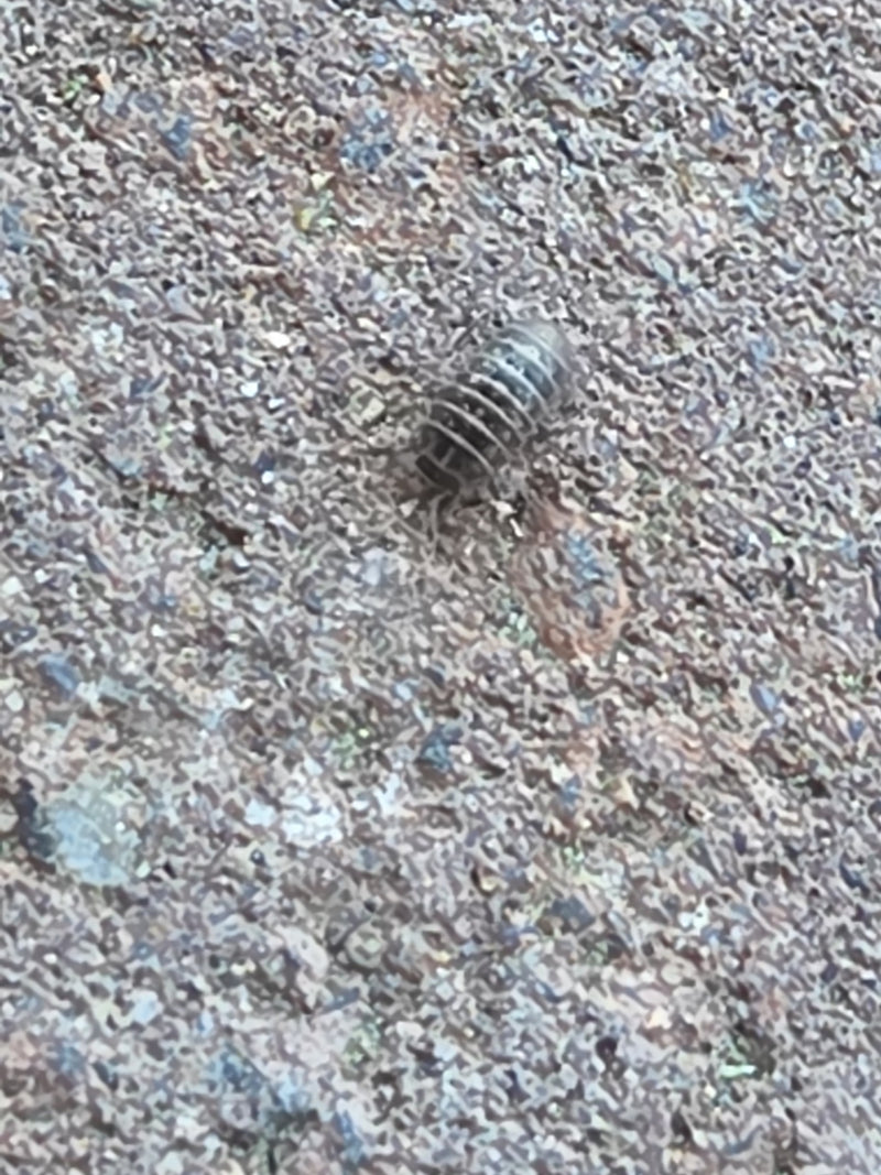 Rollissel — Bild 1