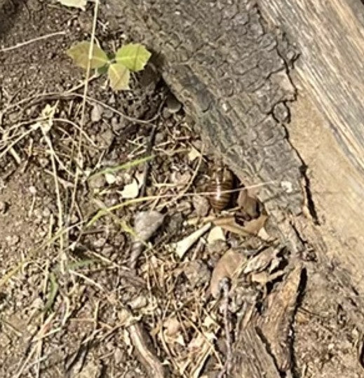 Un porcellino di terra si trova sul terreno accanto a un pezzo di legno. Il piccolo animale è chiaramente visibile.