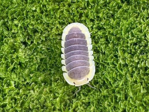 L'immagine mostra un porcellino di terra visto dall'alto, mentre riposa su un fitto tappeto di muschio verde. L'animale mostra la sua tipica forma a guscio o...