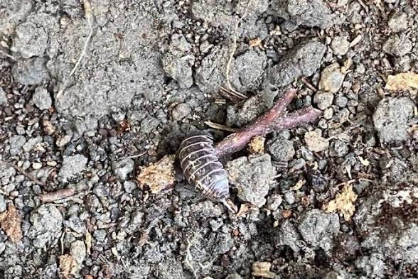 Un porcellino di terra si trova sul terreno asciutto e pietroso visto dall'alto. L'animale grigio e segmentato è chiaramente visibile.