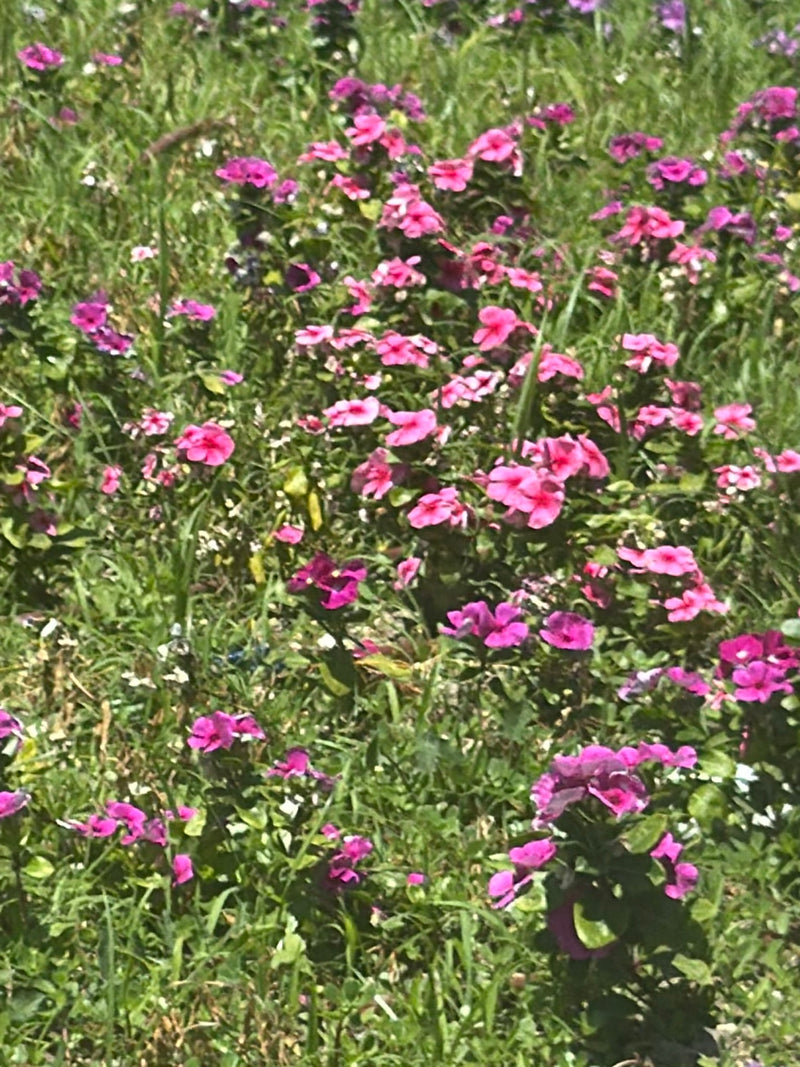 Catharanthe rosa (pervinca del Madagascar) — Bild 2