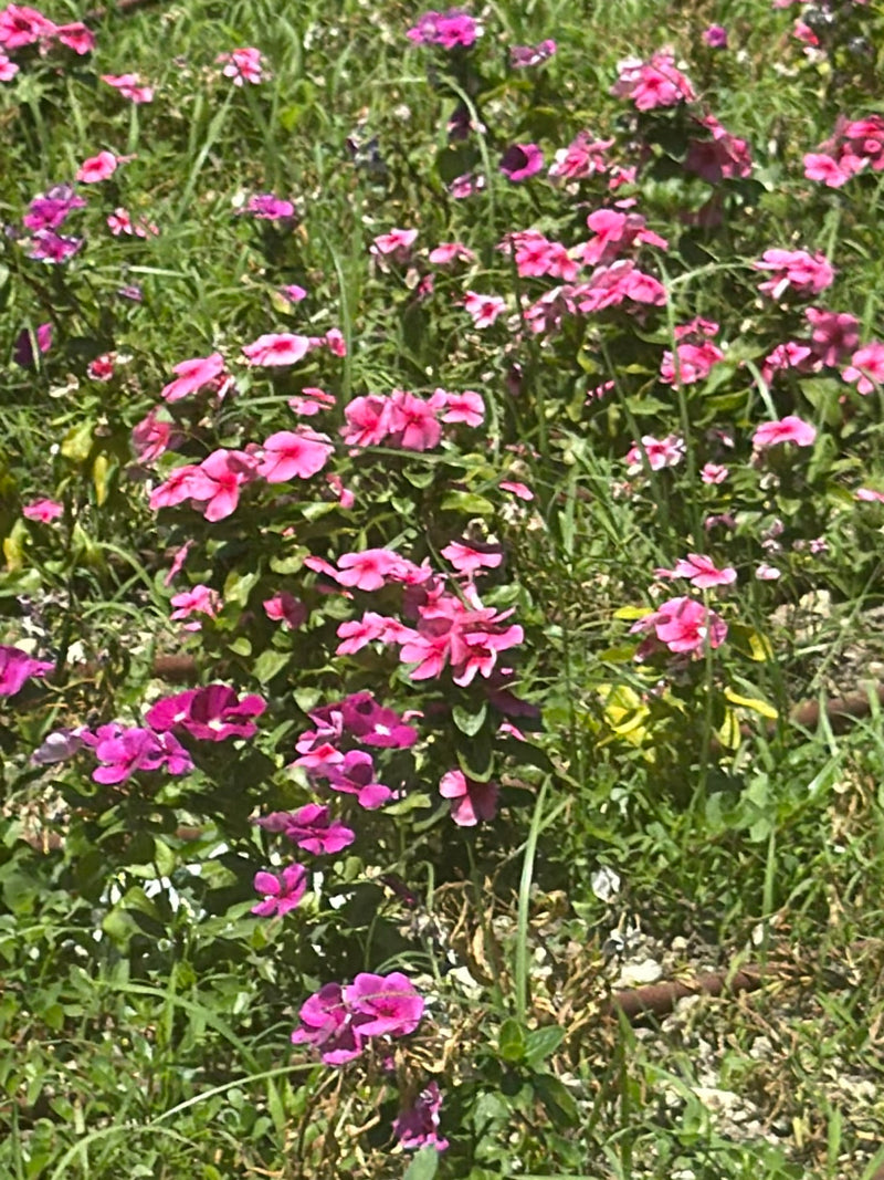 Catharanthe rosa (pervinca del Madagascar) — Bild 1