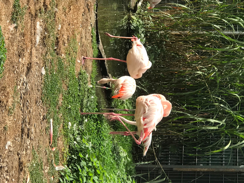 Rosaflamingo — foto 1 di 1