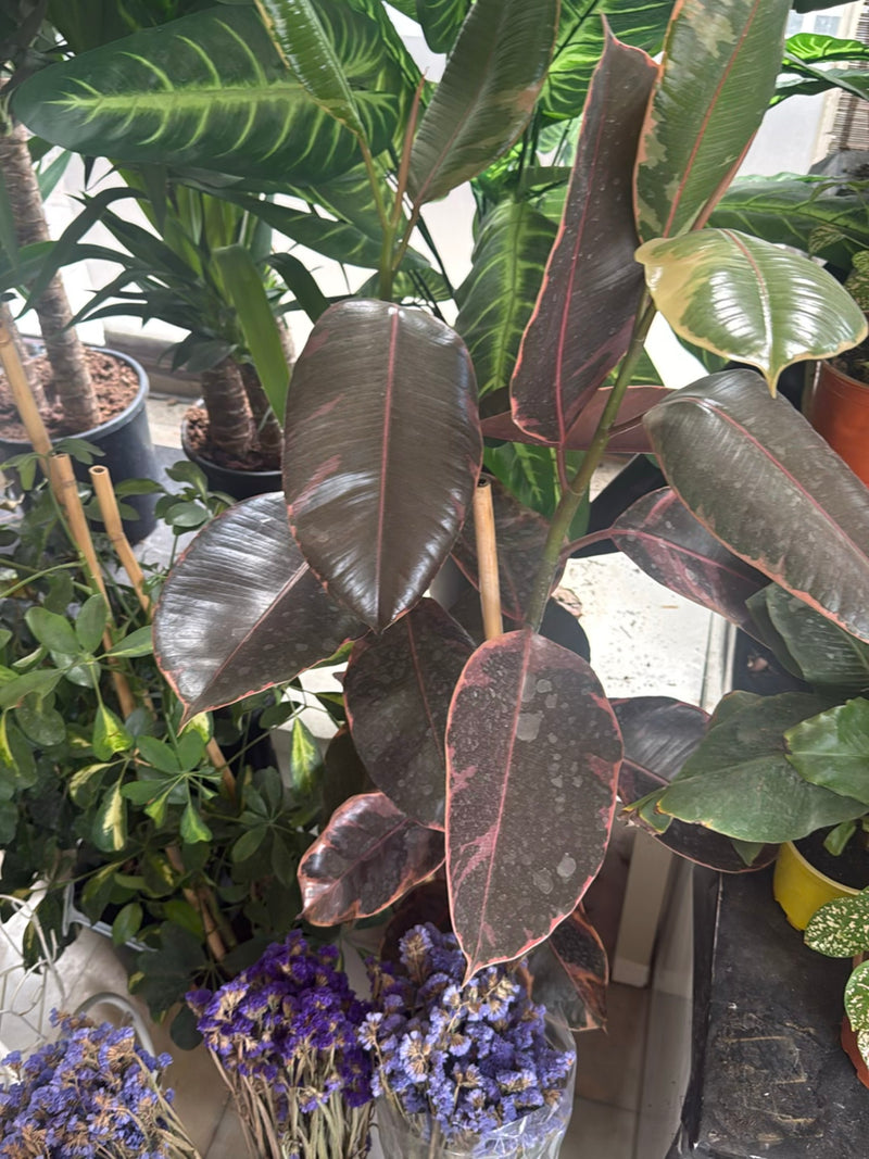 Una pianta di fico d'India variegata con foglie verde-rossastre scure cresce tra altre piante in vaso.