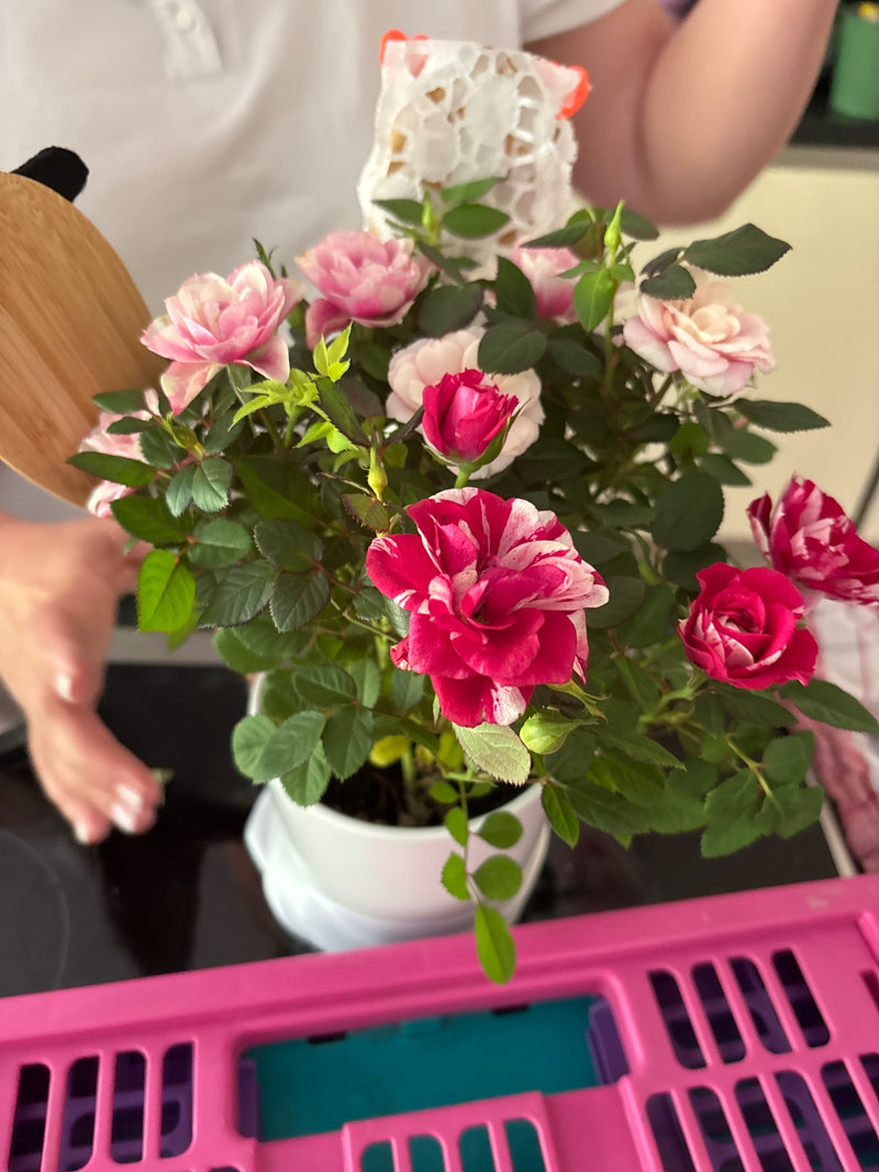 L'immagine mostra una rosa da giardino in fiore in un vaso di fiori bianco. La pianta mostra numerosi fiori rosa e a strisce rosse e bianche e foglie verdi.