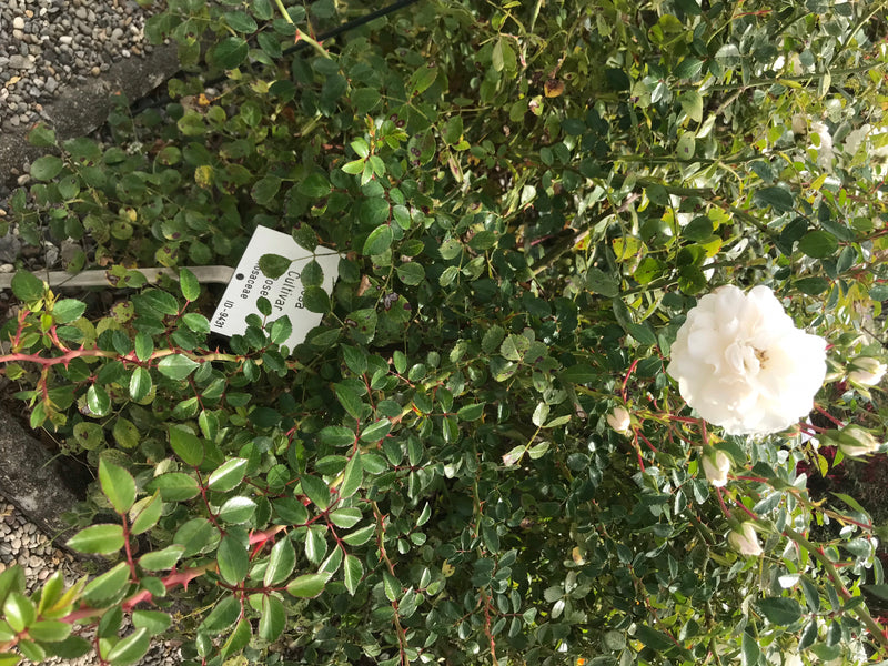L'immagine mostra una rosa da giardino con foglie verdi e un fiore bianco in un'aiuola. La pianta si trova all'aperto in un giardino.
