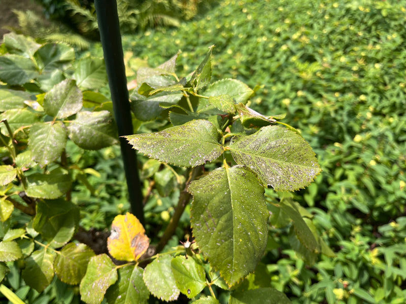 Sono visibili le foglie verdi e pennate di una rosa da giardino su uno stelo di pianta. Sfondo sfocato con altra vegetazione.