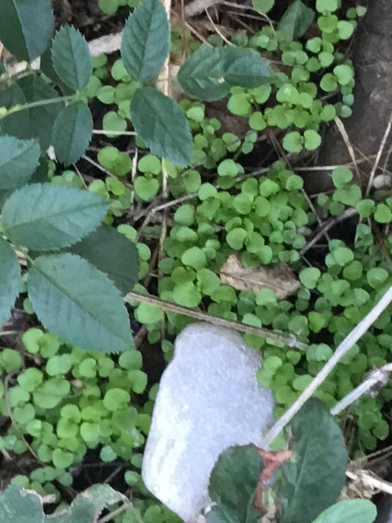 La foto mostra le foglie verdi e pennate di una rosa da giardino che crescono sul suolo della foresta. I tipici margini fogliari dentati sono chiaramente vis...