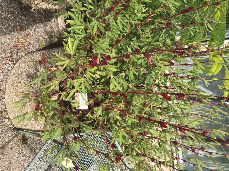 Roselle — foto 1 di 3