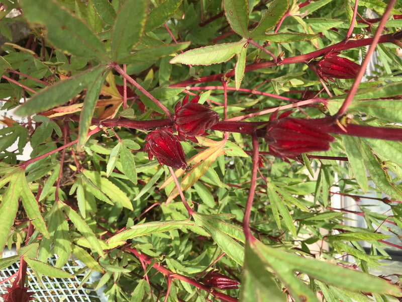 Roselle — foto 2 di 3