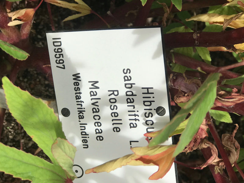 Roselle — foto 3 di 3