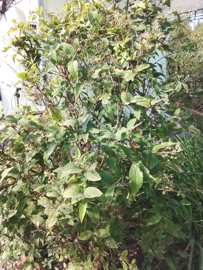 Weigela — foto 3 di 22