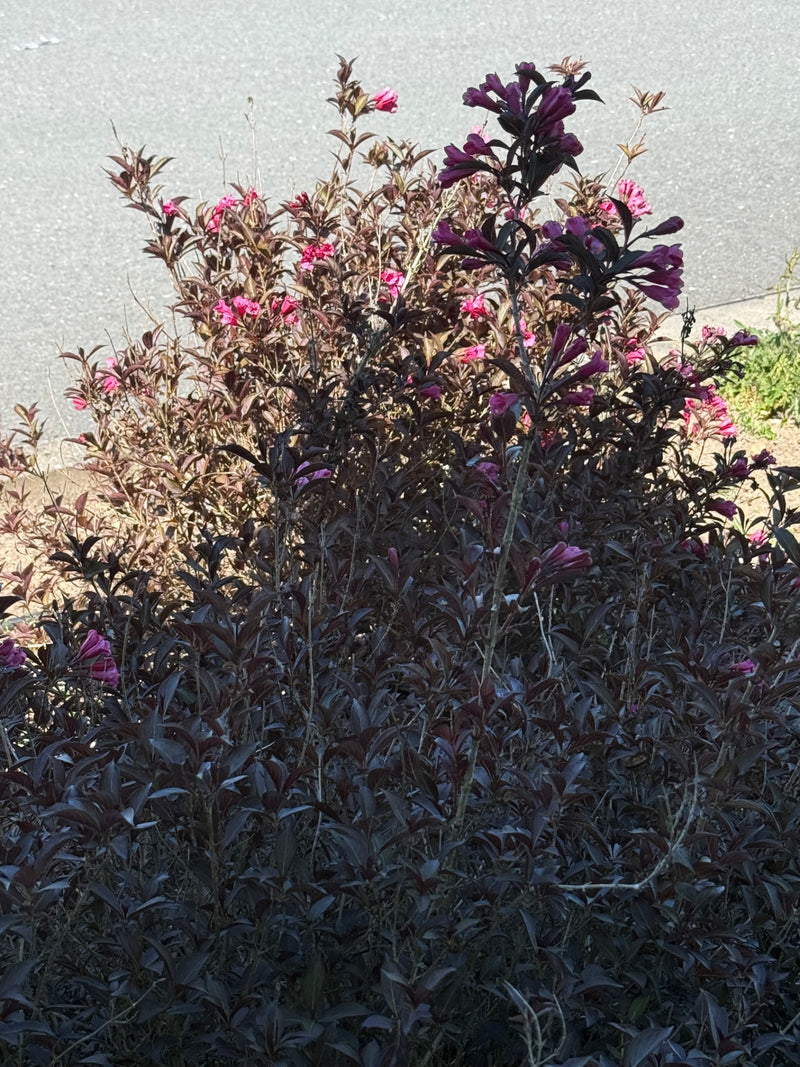 L'immagine mostra un denso arbusto con foglie rosso scuro e fiori rosa che cresce davanti a un terreno in asfalto grigio.