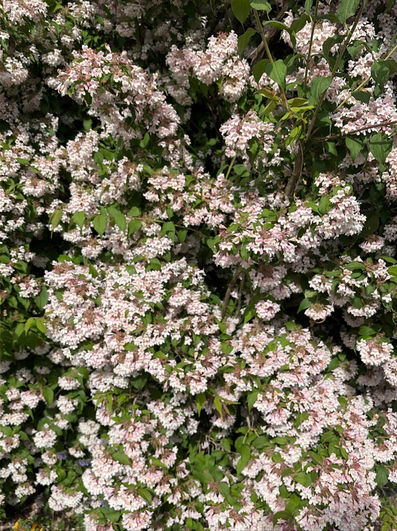 L'immagine mostra un arbusto di weigela densamente coperto da numerosi fiori rosa. Le foglie verdi sono visibili tra la profusa fioritura.