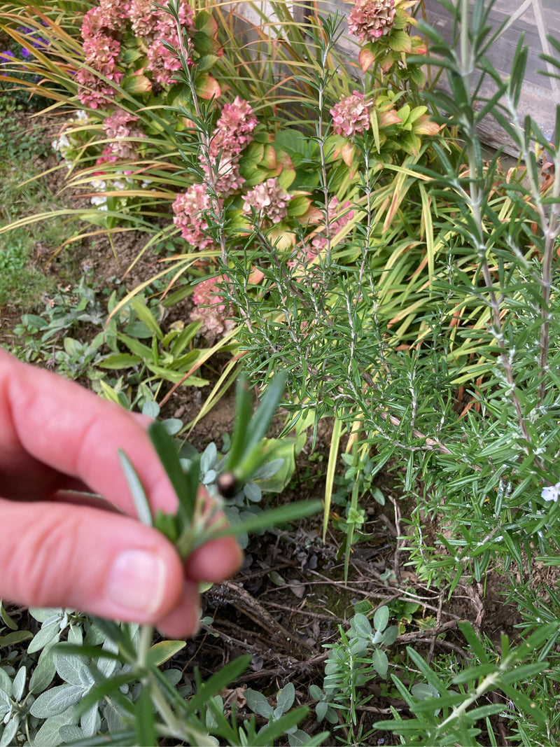 Un ramerino è seduto su un rametto verde tenuto da una mano umana. Sullo sfondo si vede un'aiuola con rosmarino e altre piante.