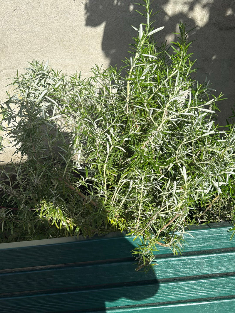 Si vede un cespuglio di rosmarino rigoglioso con foglie aghiformi in una fioriera verde. La pianta si trova davanti a una parete chiara alla luce del sole.