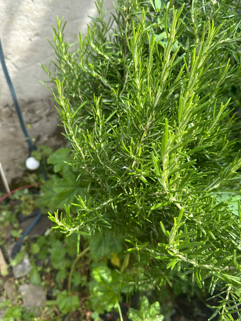 rosmarino — foto 5 di 21