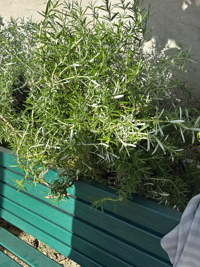 Si vede un arbusto di rosmarino compatto e cespuglioso con foglie aghiformi. Cresce in una fioriera verde davanti a una parete chiara.
