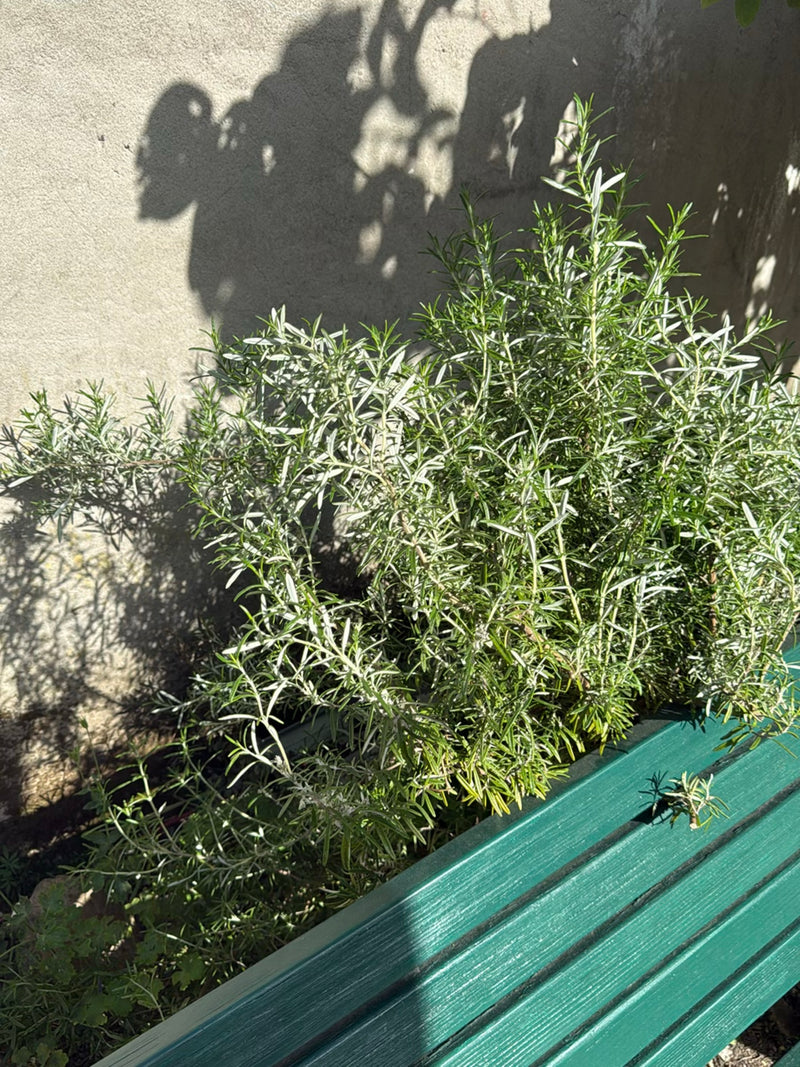 Si vede un cespuglio di rosmarino rigoglioso con foglie aghiformi che cresce in una fioriera verde davanti a un muro chiaro.