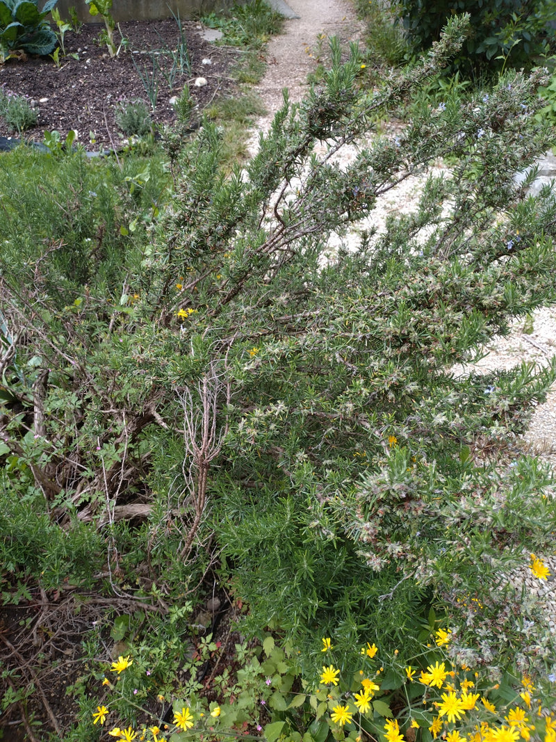 Si vede un grande e cespuglioso rosmarino con foglie aghiformi in un giardino. La pianta si trova proprio accanto a un chiaro sentiero di ghiaia.