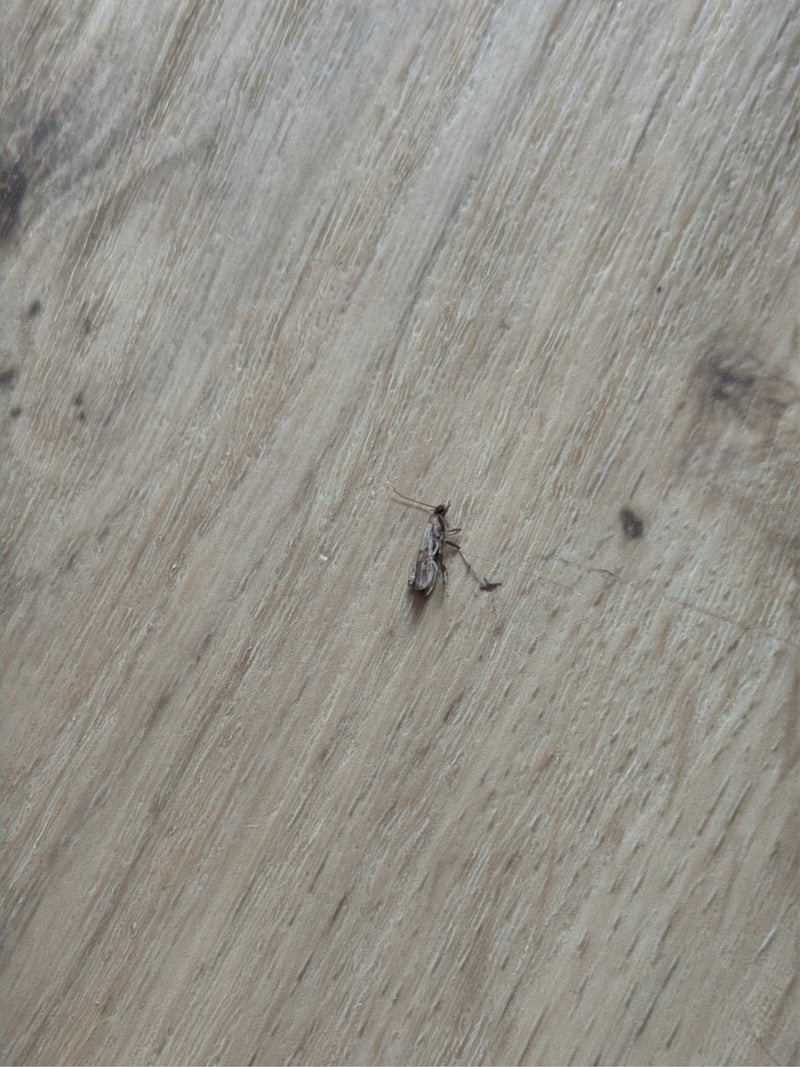 Un minatore delle foglie dell'ippocastano adulto è seduto su un pavimento in legno chiaro, visto dall'alto.