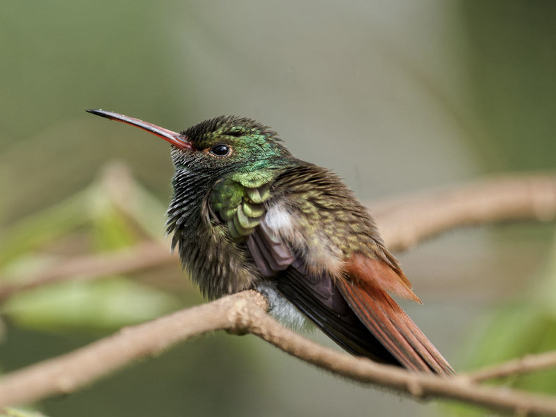 Amacilia dalla coda arrugginita — Bild 1
