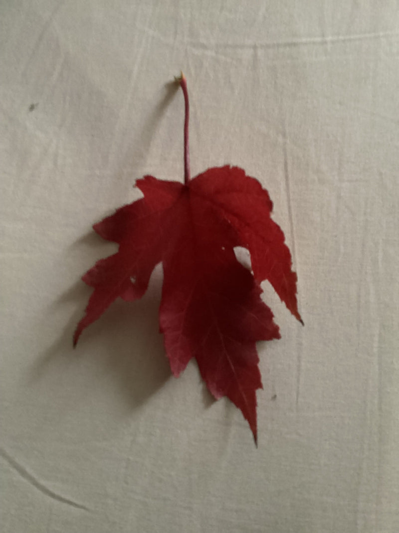 Una foglia intensamente rossa di un acero rosso poggia su un tessuto chiaro.