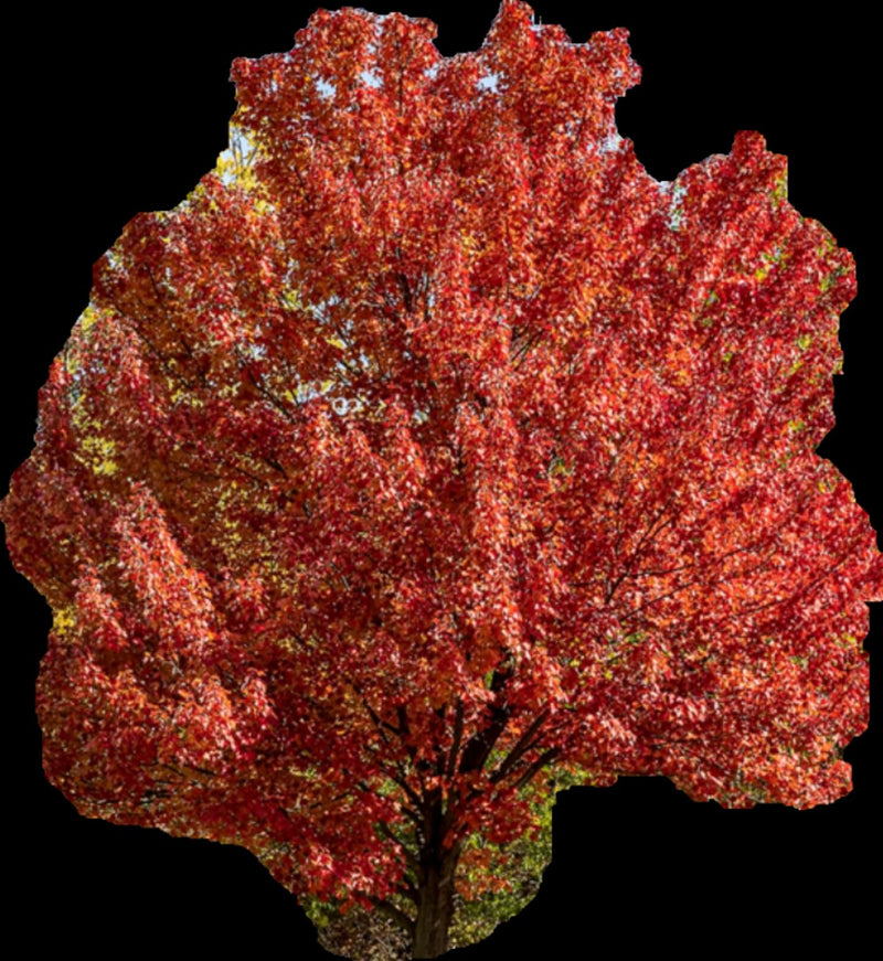 La chioma fitta di un acero rosso con vivaci colori autunnali rossi è visibile su uno sfondo nero.