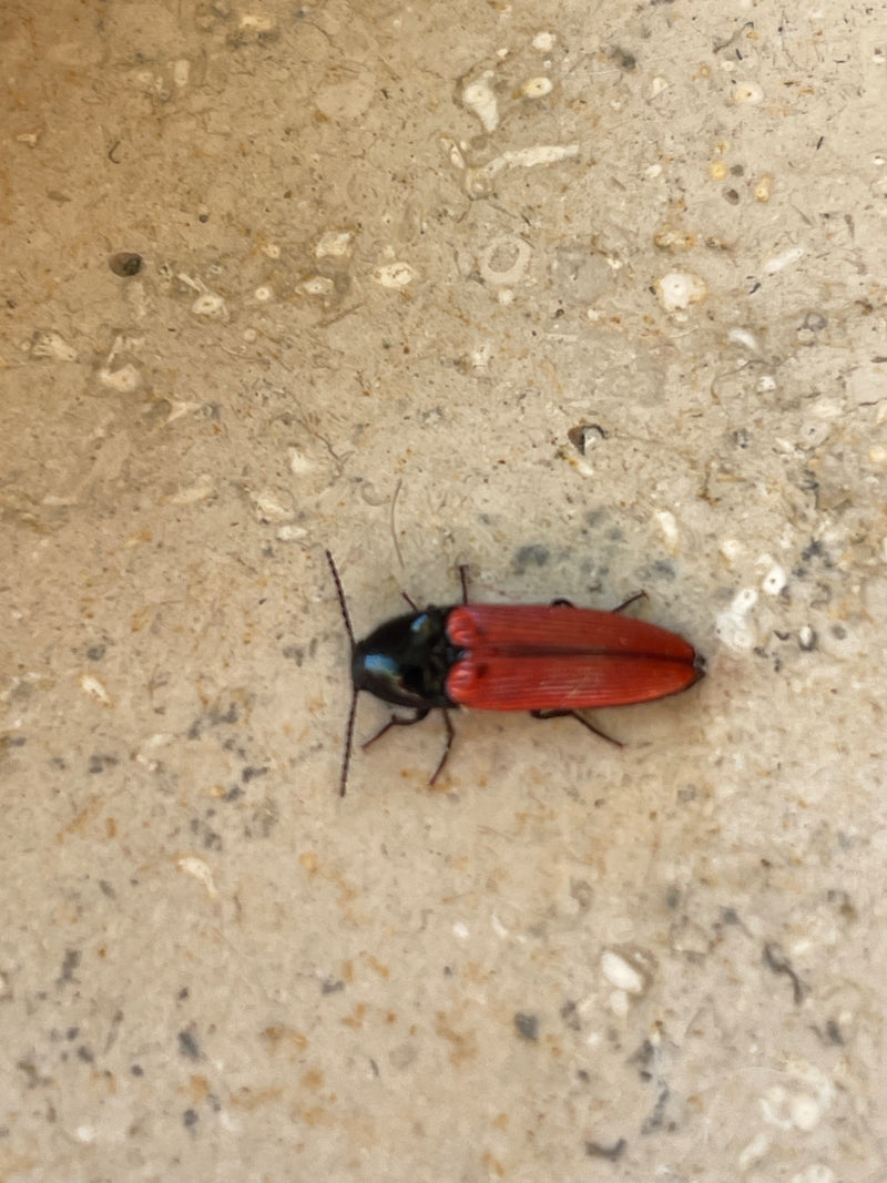Scarabeo clic dal ventre rosso — Bild 1