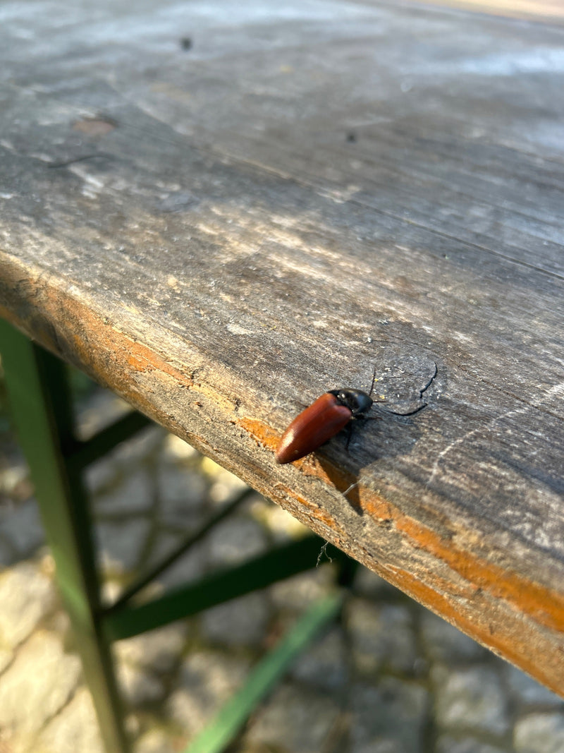Scarabeo clic dal ventre rosso — foto 1 di 10