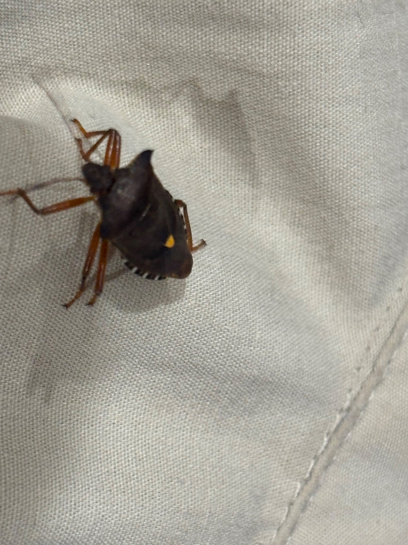 Cimice puzzolente dalle zampe rosse — Bild 1