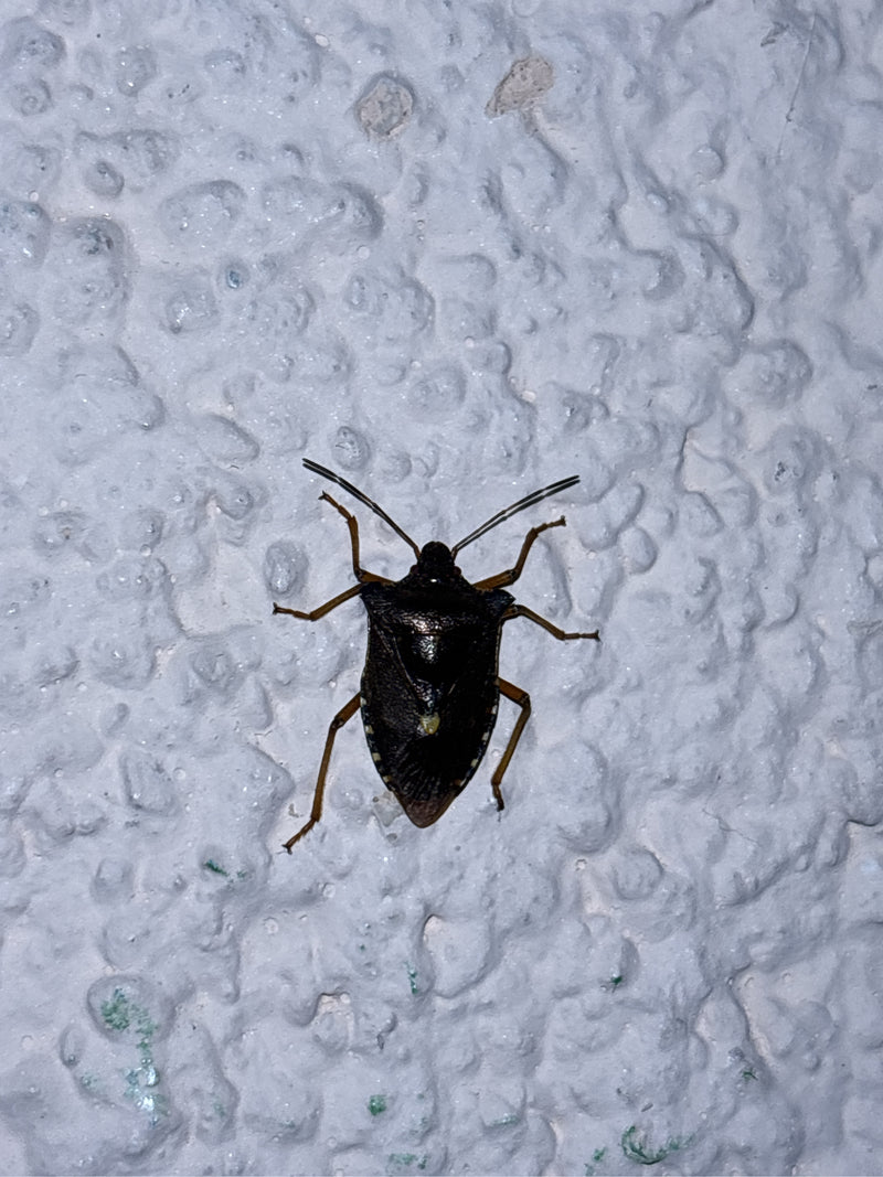 Cimice puzzolente dalle zampe rosse — foto 3 di 3