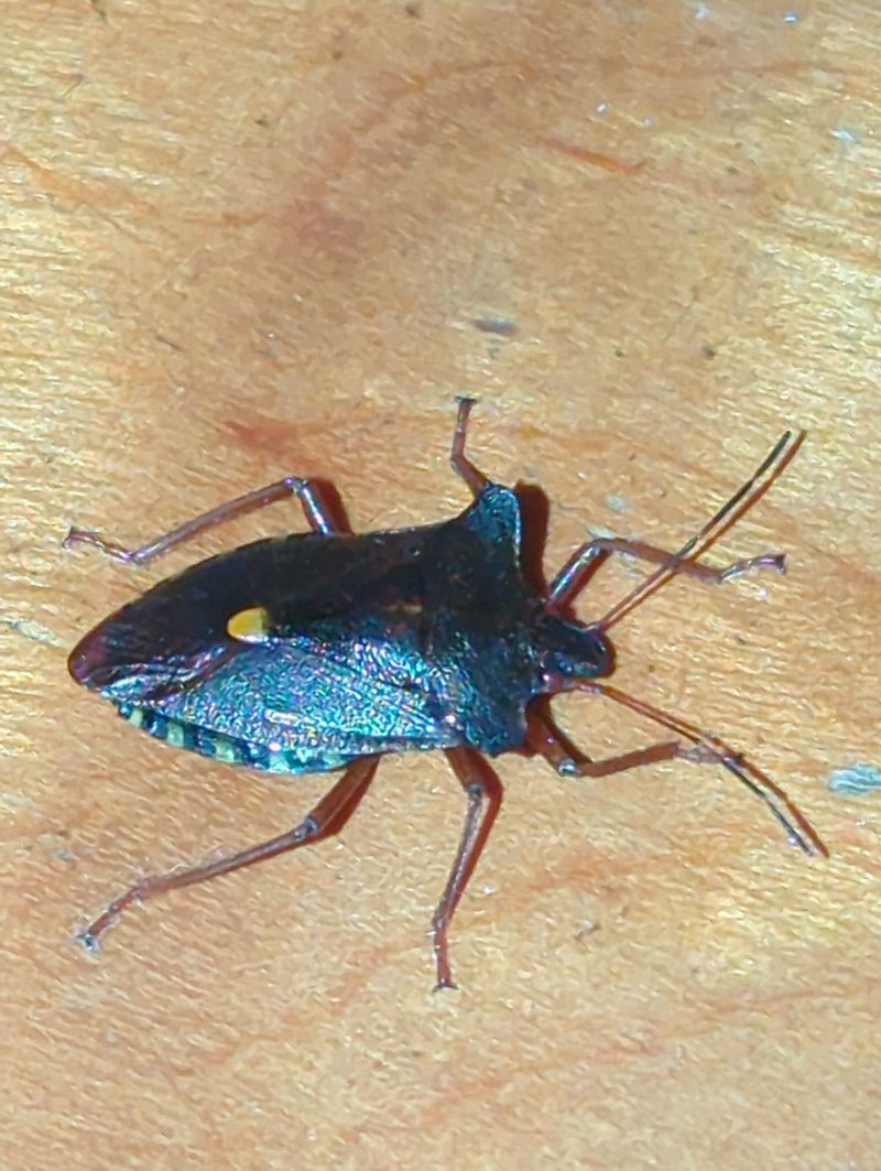 Cimice puzzolente dalle zampe rosse — foto 1 di 3