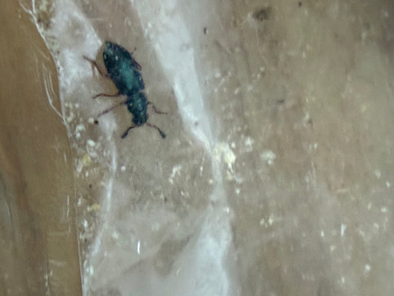 Scarabeo pistone dalle zampe rosse — foto 2 di 2