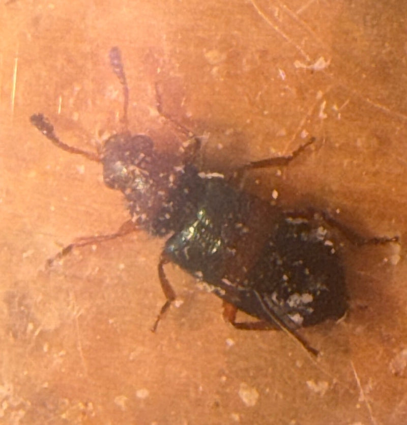 Scarabeo pistone dalle zampe rosse — foto 1 di 2