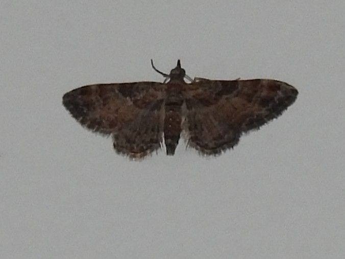Falena dei fiori fasciata di rosso — Bild 1