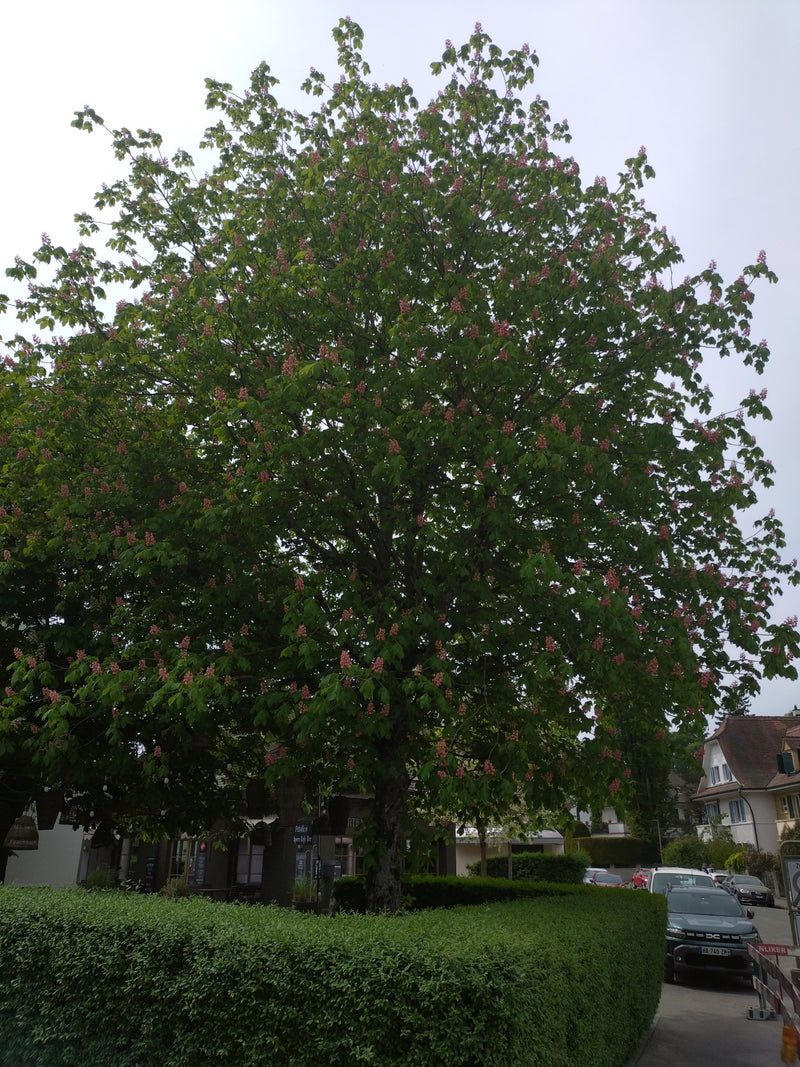 Ippocastano dai fiori rossi — Bild 1