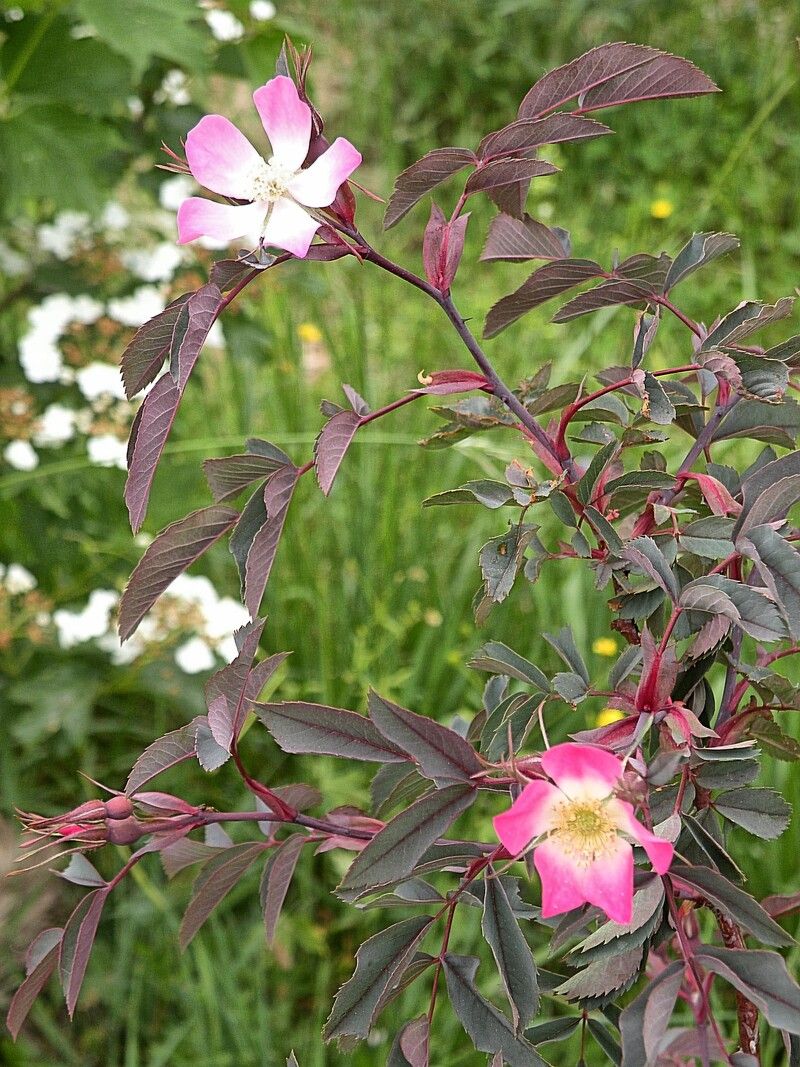 Rosa dai petali rossi — Bild 1